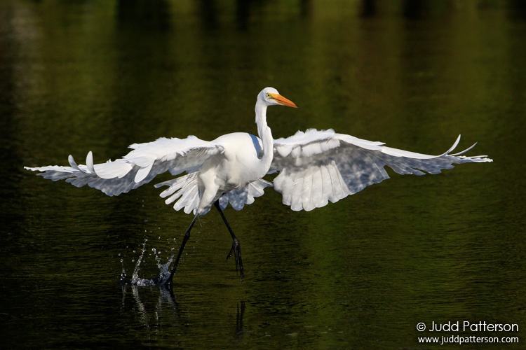 Great Egret, Wakodahatchee Wetlands, Florida, United States